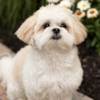 shih tzu dog sitting in North Wales pa