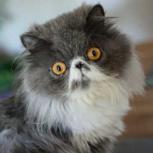 Pet sitting gray and white Persian cat in Warminster PA