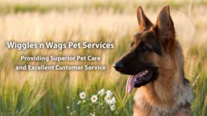 In home pet care, with 24 hour overnight care