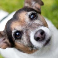 In home pet care Jack Russell dog with insulin shots
