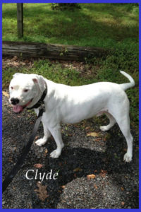 White American Staffordshire terrier dog walking