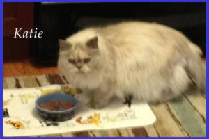 Himalayan cat in home pet care vs boarding