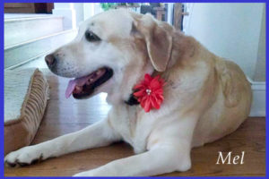 Adult Yellow lab dog post operative care