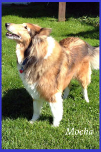 Rough collie post operative care