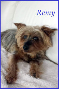 Yorkshire Terrier 24 hour care vs boarding