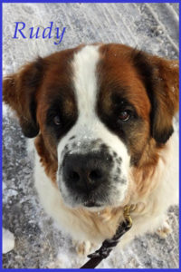 Dog walking St. Bernard in winter Lansdale pa