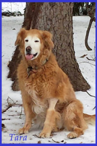 Geriatric Golden Retriever pet sitting