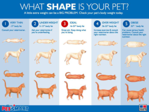 petsmart-weight-chart