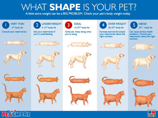 how much should your dog weigh