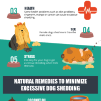 How_to_Minimize_Dog_Shedding01-2