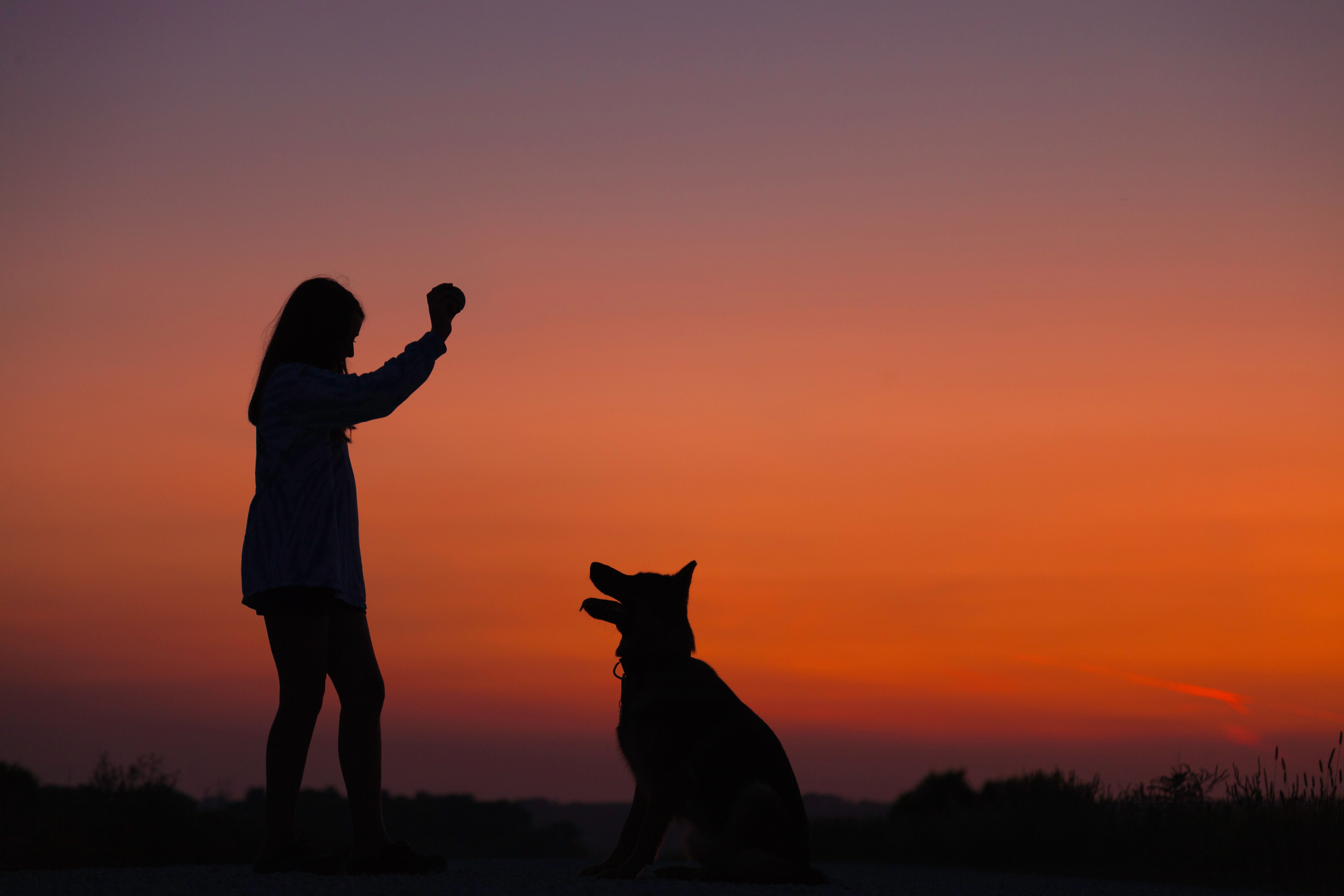Click to learn the basics of dog training!