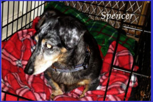 Long haired dachshund puppy being crate trained in Warrington PA